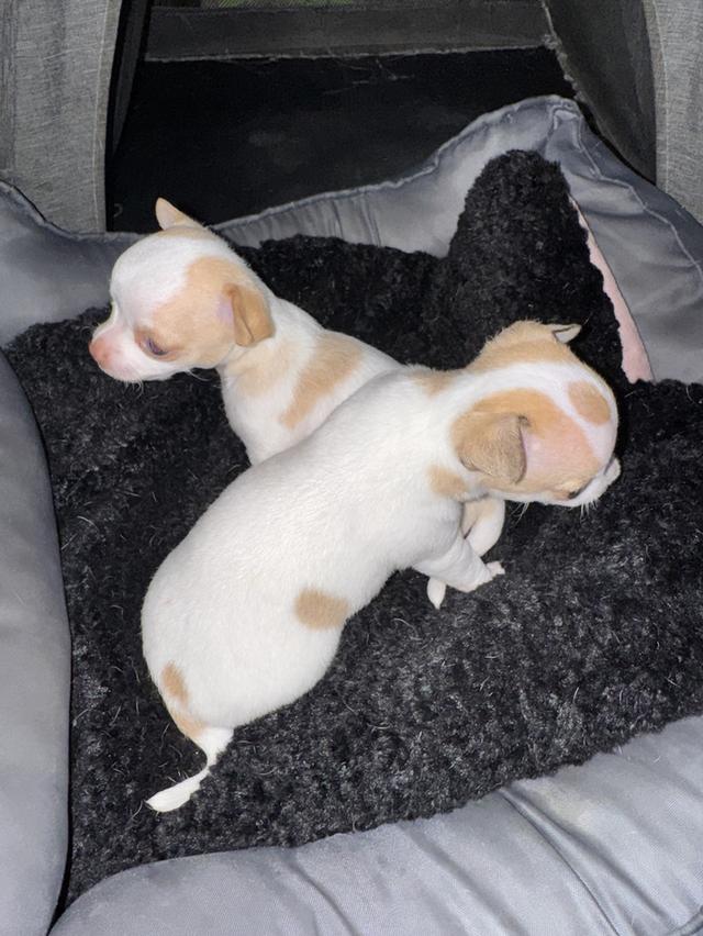 สุนัขชิวาว่าอายุ1เดือน รูปที่ 4