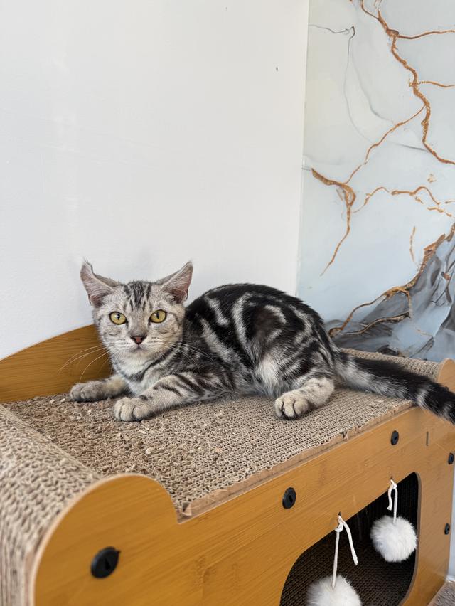 ลูกแมวพันธุ์สก๊อตติชแท้