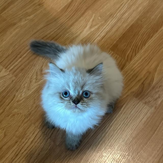 แมวเปอร์เซีย แมวเปอร์เซียแท้ รูปที่ 1