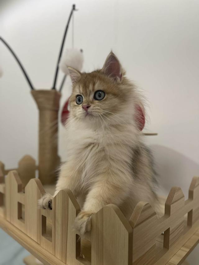 British Longhair WCF 8