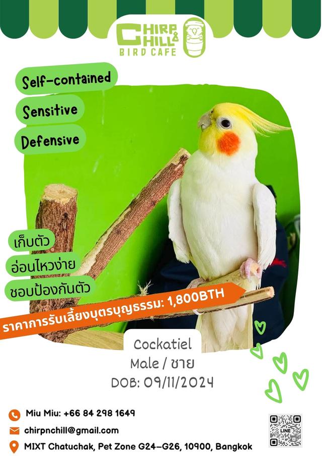 Chirp and Chill