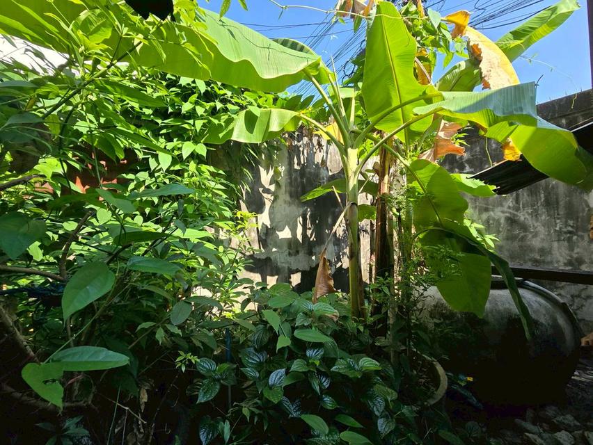 ขายบ้านไม้ 2 ชั้น ทำเลดี เหมาะลงทุน ใกล้ APL รามคำแหง (N.2011) 15