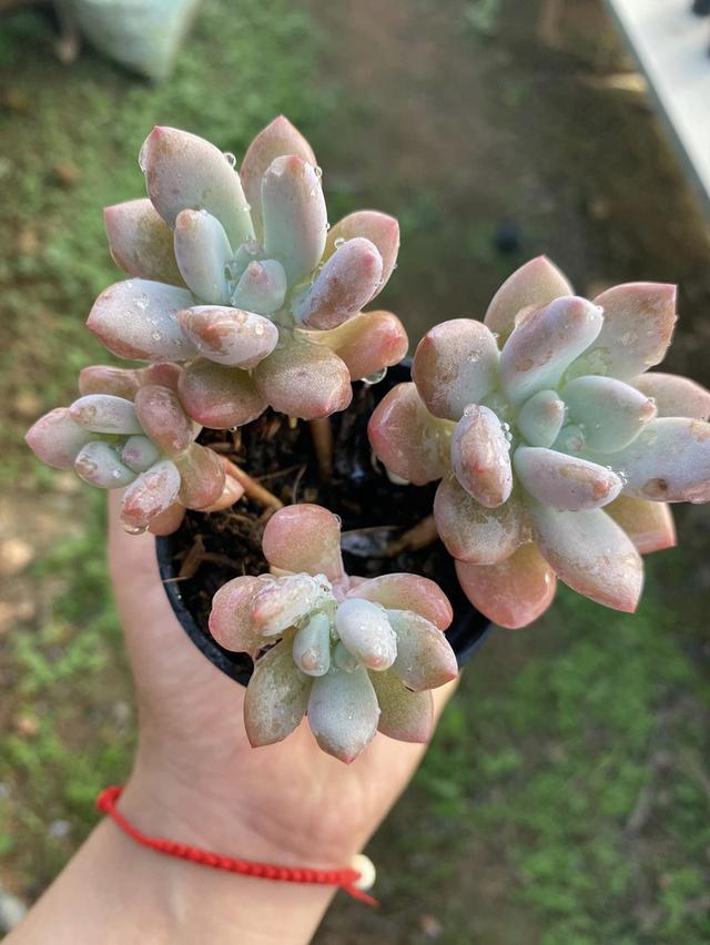 Echeveria prolifica ไม้อวบน้ำ 1