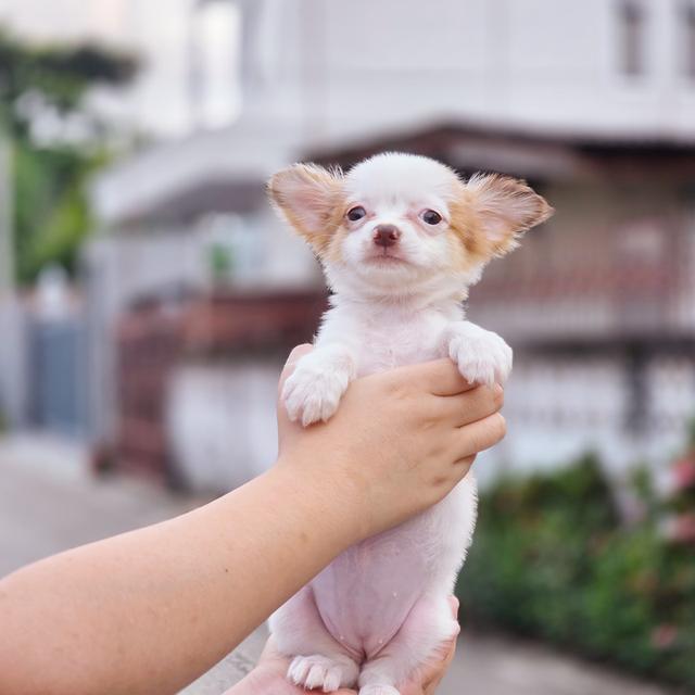 น้องถุงทองชิวาวาขนยาวเพศเมีย 6