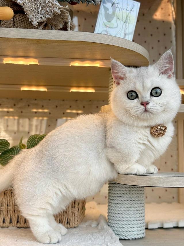 แมวมันช์กิ้น เด็กชาย 7