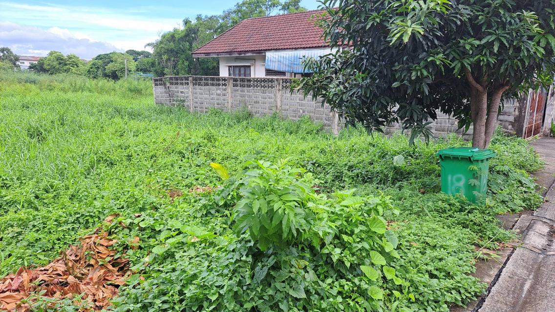 🔥 ขายด่วน! ที่ดินสวย 61 ตร.ว. ซอยคู้บอน 31 (แยก 3) แปลงสี่เหลี่ยม ใกล้รถไฟฟ้า เหมาะปลูกบ้านหรือเก็งกำไร