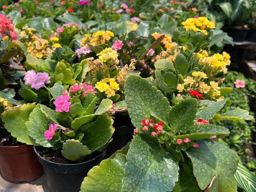 ขายกุหลาบหิน Kalanchoe blossfeldiana Poelln 1