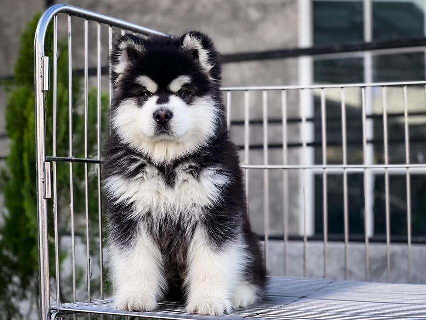 Alaskan Malamute Puppies Available