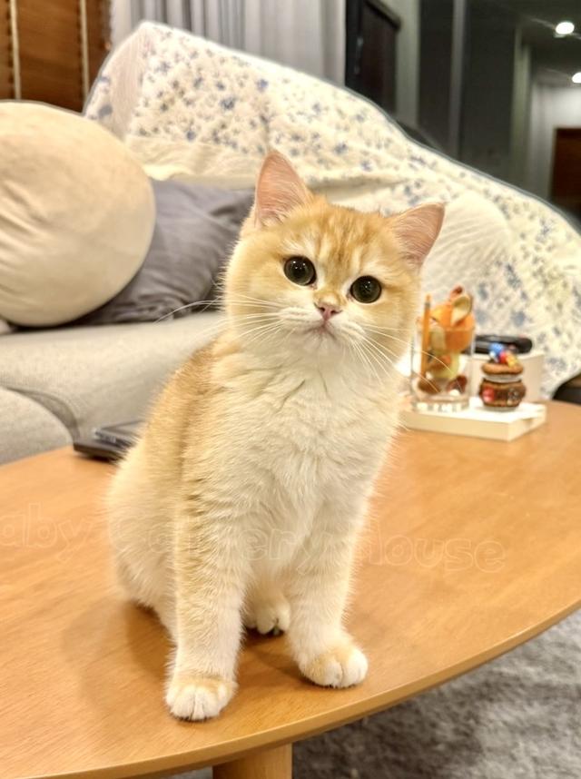 เด็กหญิง British Shorthair