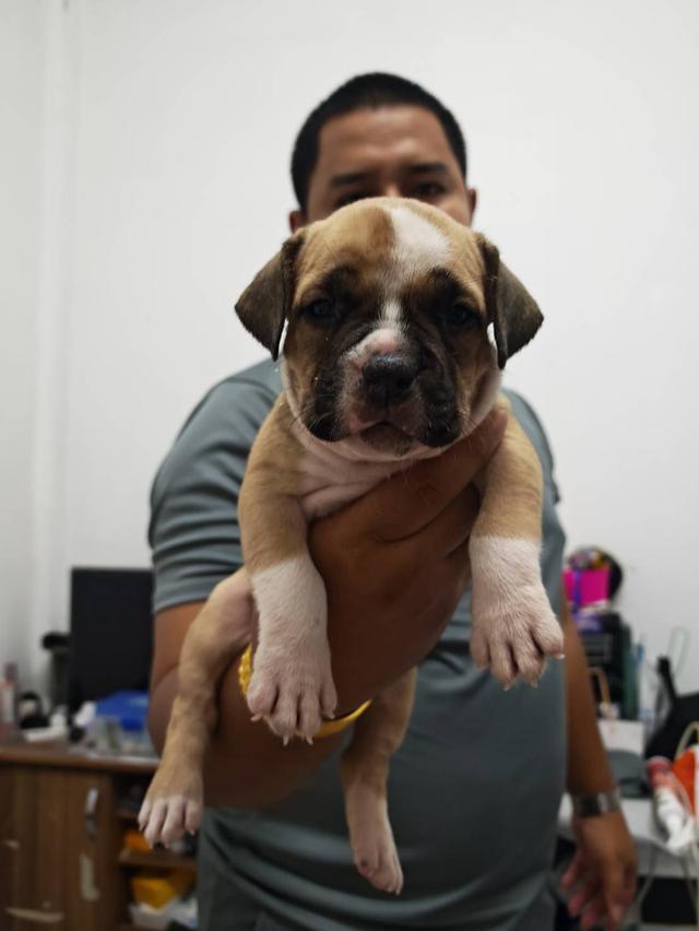 American bully3,500-5,500฿ อเมริกันบูลลี่สายพันธุ์แท้ราคาไม่แรง🏡p'tigerขอนแก่น 3,500-5,500฿ 14