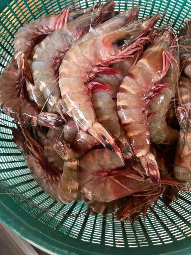 กุ้งทะเล กุ้งลายเสือ 1