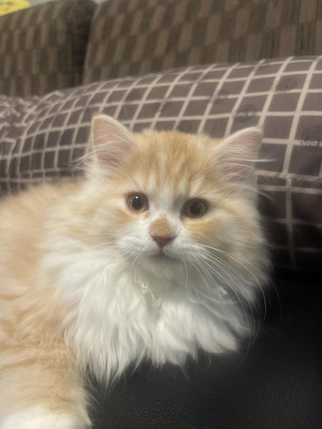 แมวส้มขี้อ้อนนวดเก่ง(เด็กชาย 3 เดือน)นิสัยขี้อ้อนสุดๆ รูปที่ 12