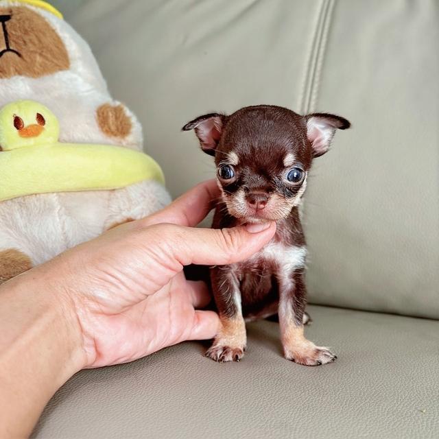 น้องชองปองชิวาวาขนสั้นแท้ไซส์ทีคัพเพศผู้