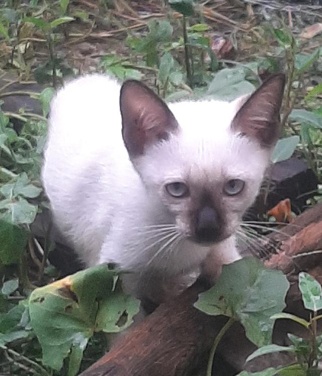 ลูกแมววิเชียรมาศ บ้านปุ้มปุ้ย 10