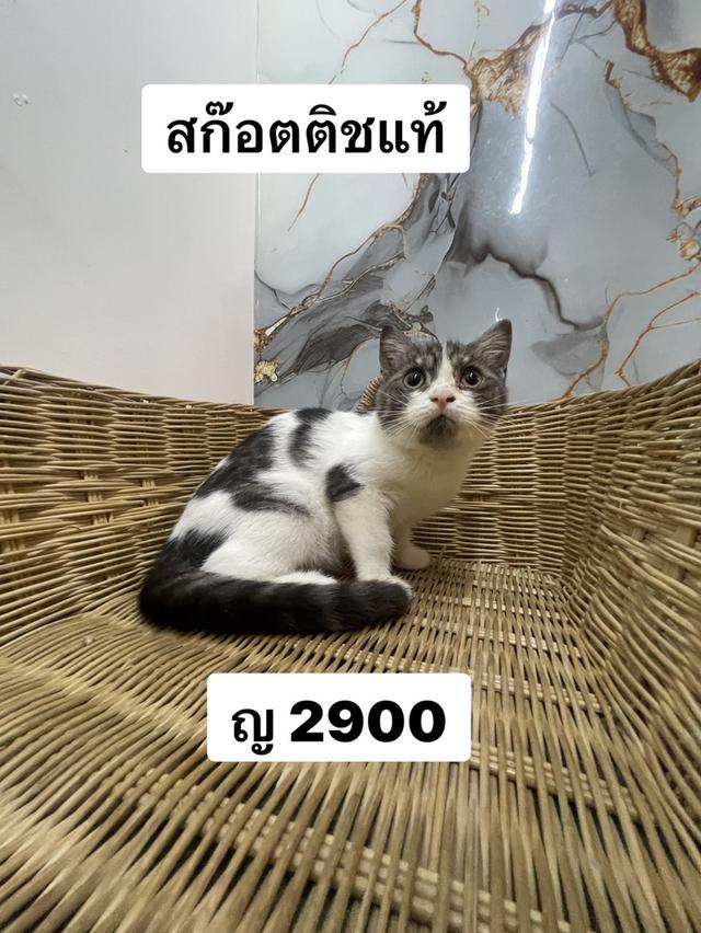 สก๊อตติชแท้ ญ 2900 3 เดือน