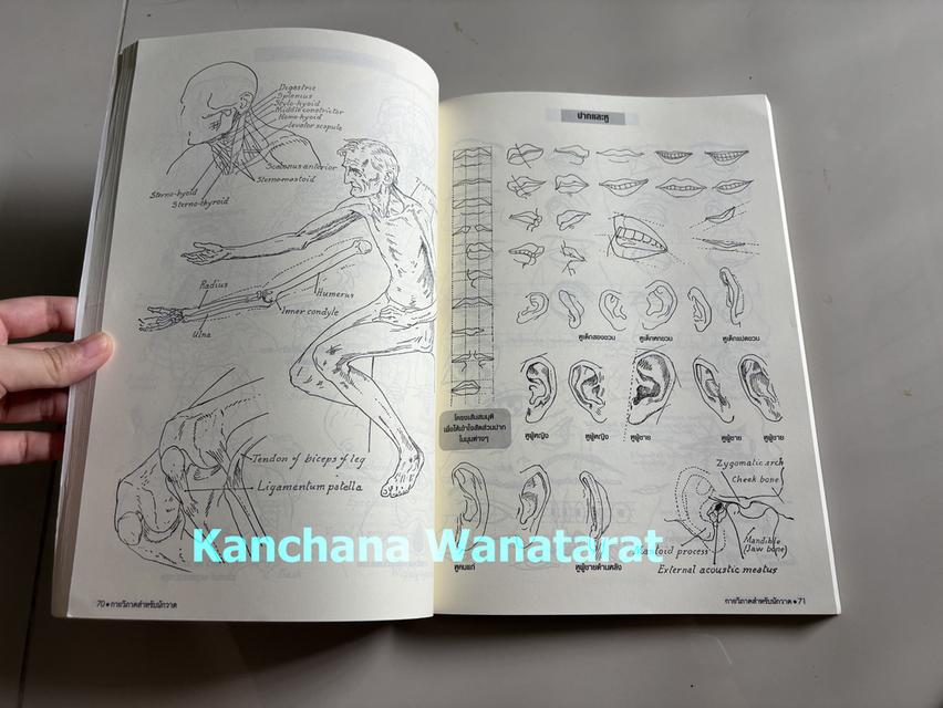 หนังสือ Anatomy Drawing - กายวิภาคสำหรับนักวาด