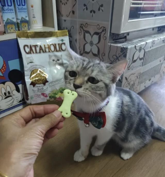 อาหารแมว Cataholic 3