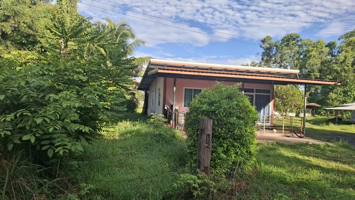 บ้านสวนสองหลังพร้อมที่ดิน2ไร่ 14