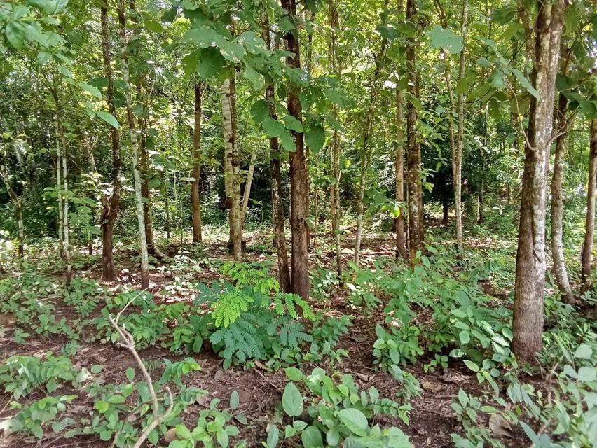 ที่ดินพร้อมสวนสัก อ.น้ำปาด จ.อุตรดิดถ์ 6