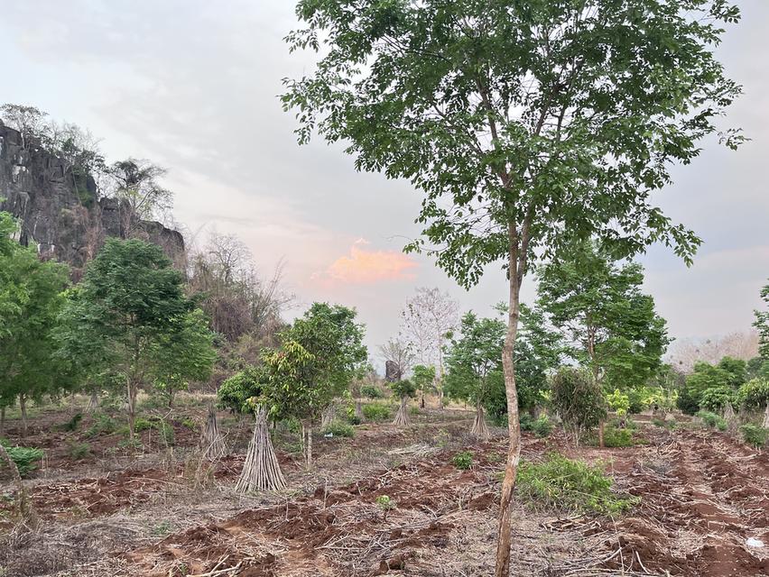 ขายที่ดินวิวภูเขา500000 8