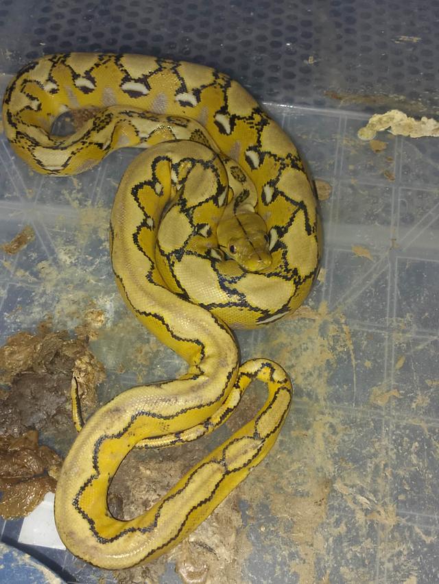 สัตว์เลี้ยงexotic Reptiles phython