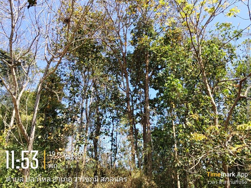 ด่วนขายที่ดิน13ไร่เศษฉโนดครุฑแดงโอนฟนีไม่มีค่าใช้จ่ายต่อรองราคาได้เจ้าของขายเอง 12