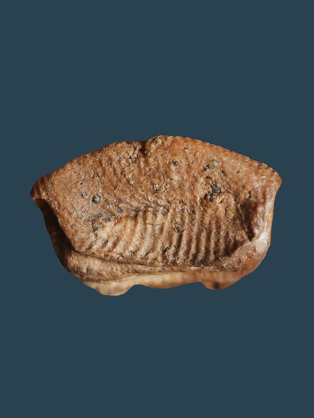 พระรอด ลำพูน พิมพ์ใหญ่....เก่า เดิมๆ 6