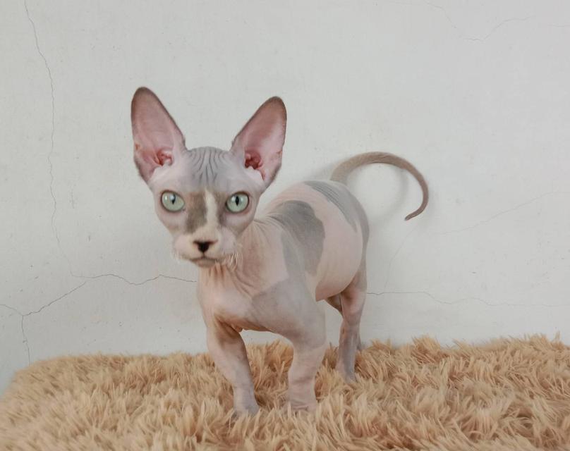 2.แมวแบมบิโน่/เพศผู้ หาบ้าน Bambino Cat/Male looking for a new home