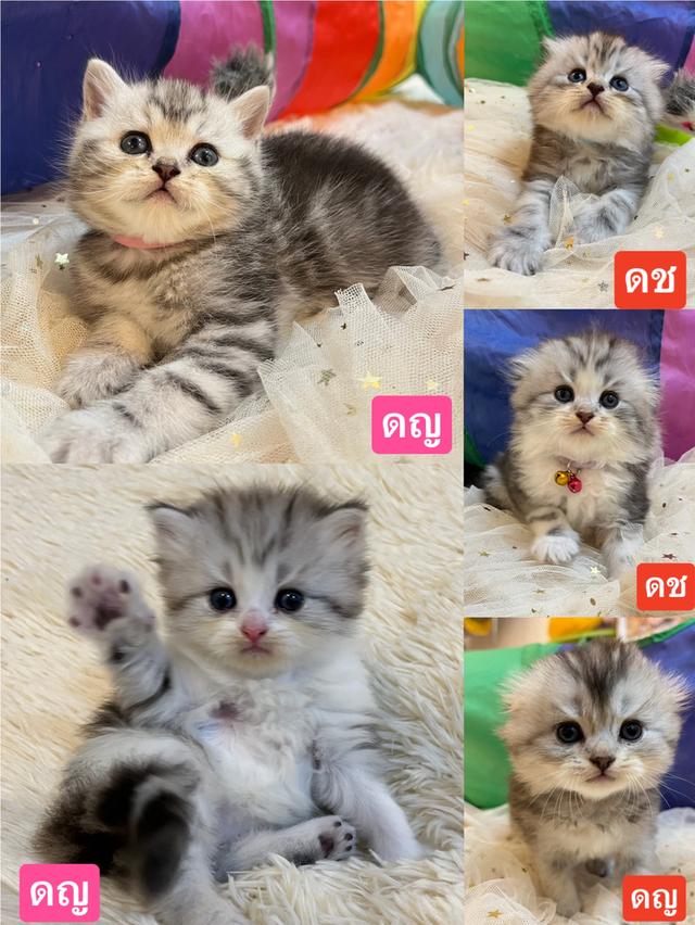 แมวสก๊อตติชแท้ 100 เปอเซ็น