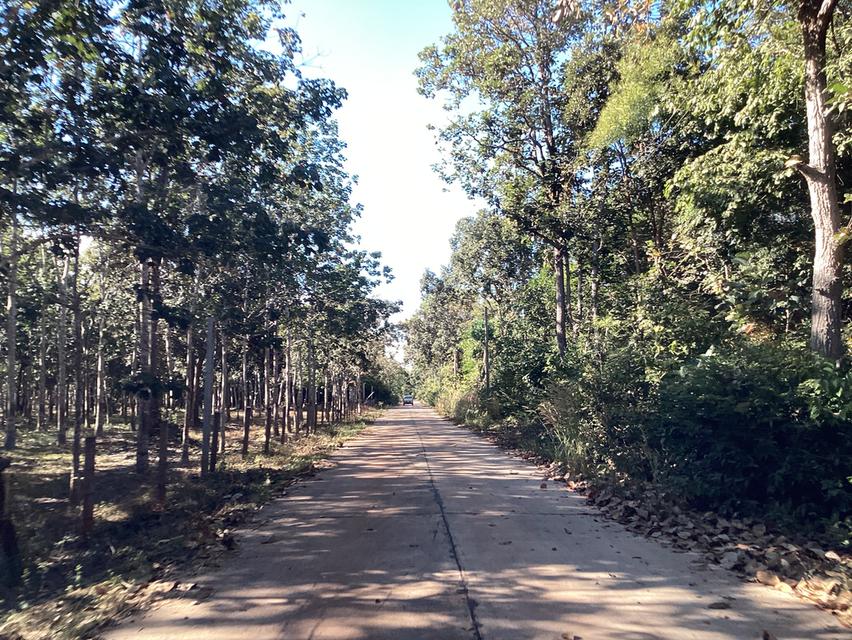 ขายที่ดินการเกษตร59ไร่ อ.เมืองนครพนม 7