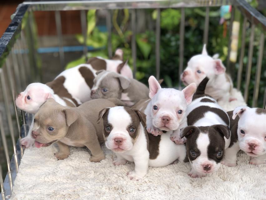 เอ็กโซติกบูลลี่Exoticbully รูปที่ 2