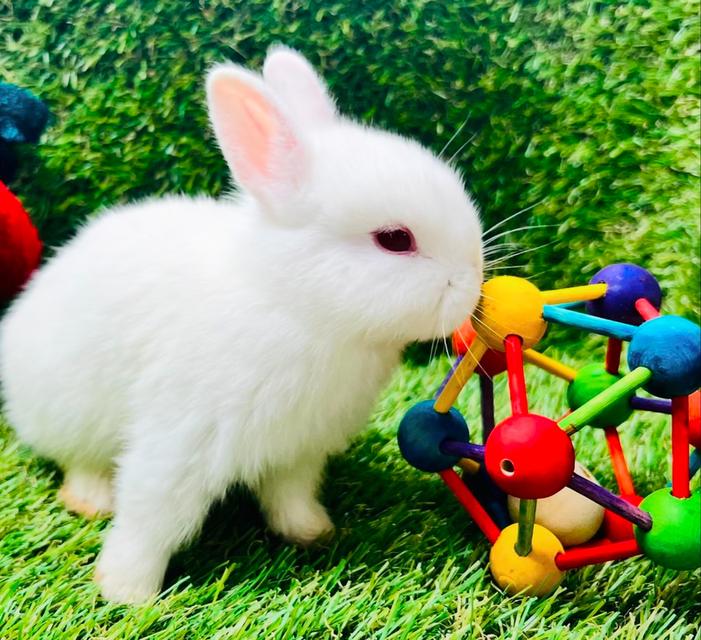กระต่ายเร็กซ์ หลากหลายสี น่ารักทุกตัว 3