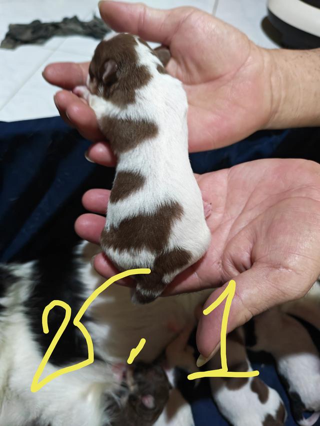 ขายลูกชิวาวา (ลูกหมาเลี้ยงบ้าน) 9