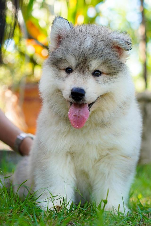 Buy a husky puppy in Thailand รูปที่ 13