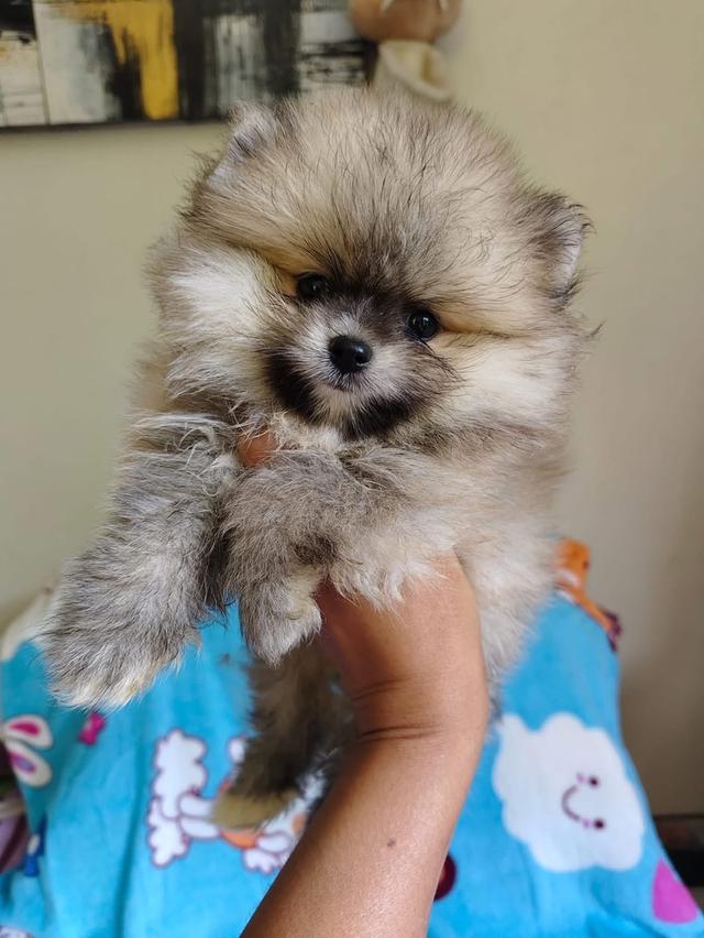 ลูก Pomeranian เพศผู้ 3