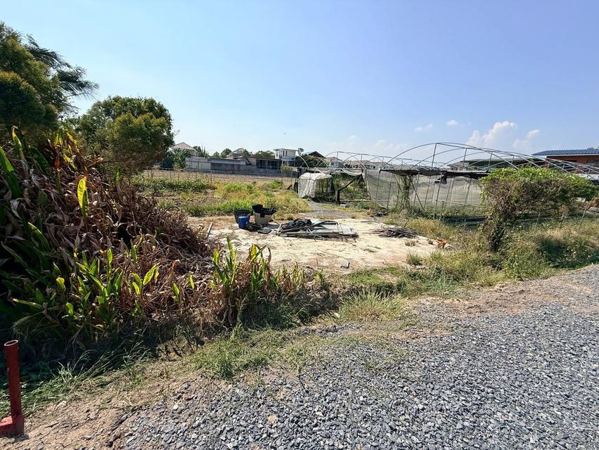 ขายด่วนที่ดิน 153 ตรว ติดถนนหินคลุก ซ.วัดหนองปรง ต.บางเดื่อ อ.เมืองปทุมธานี 3