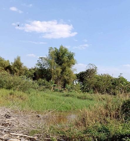 ขายที่ดินพนัสนิคมชลบุรีราคาถูก เนื้อที่ 1 ไร่ 8 ตร.วา ปลูกบ้านพักอาศัย บ้านสวน บรรยากาศร่มรื่น อยู่ในแหล่งชุมชน เดินทางส 5