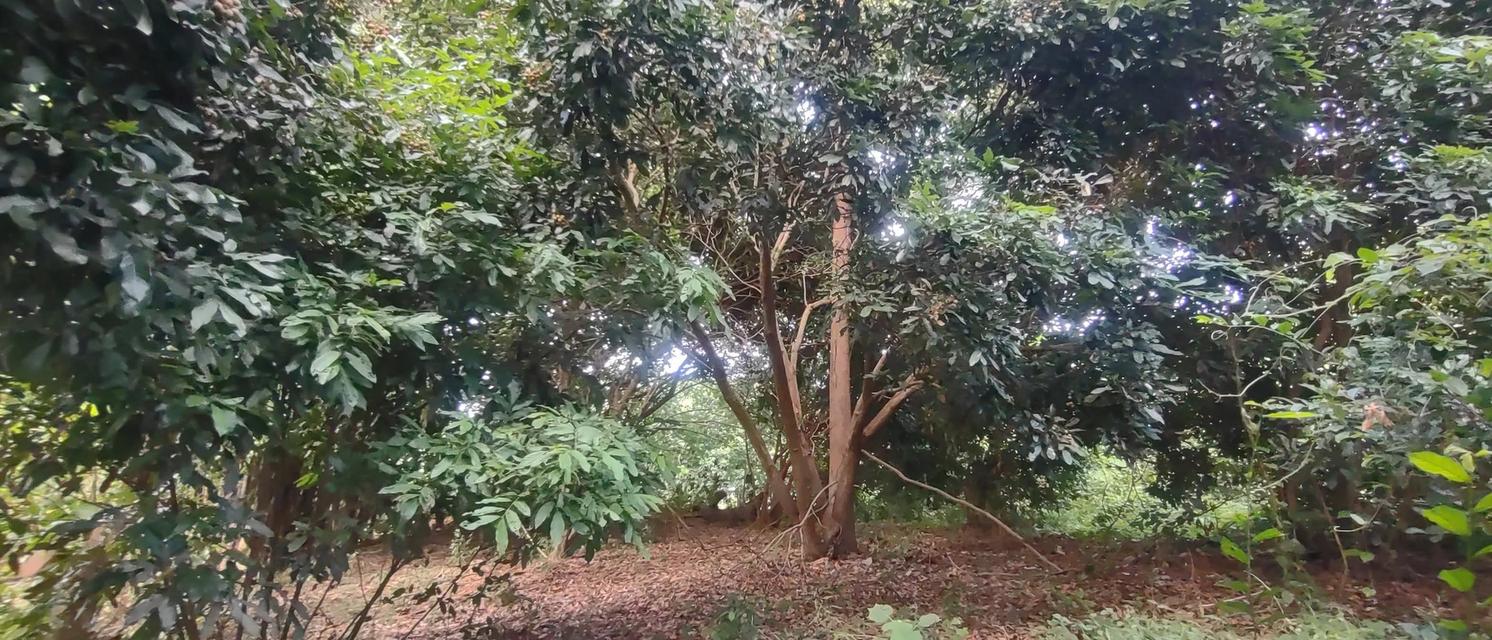 ที่สวน1ไร่2งาน73ตรว 320,000 ที่สวยมากเป็นสวนมีต้นสักใหญ่มากๆหลายต้น มีต้นลำไยสิบกว่าต้น กำลังให้ผลผลิตเยอะมาก มีต้นไผ่ มีต้นก้ามปู มีต้นงิ้ว ท 5