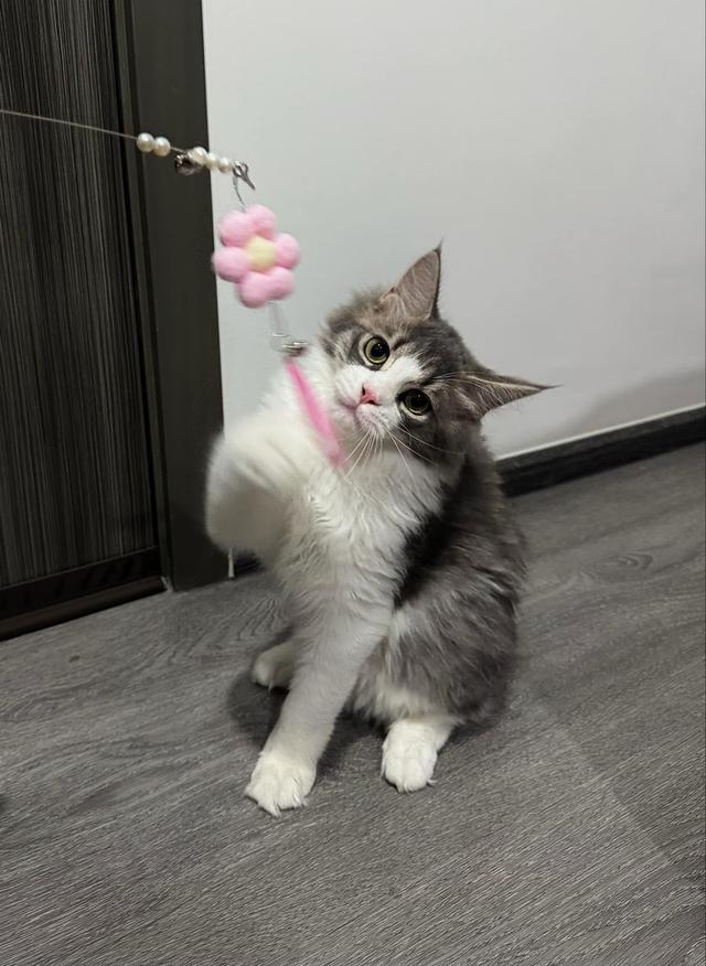 เมนคูนเปอร์เซีย 6