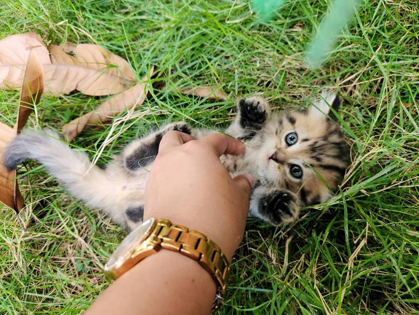 สกอตติชโฟล์หูพับ+เปอร์เซีย รูปที่ 3