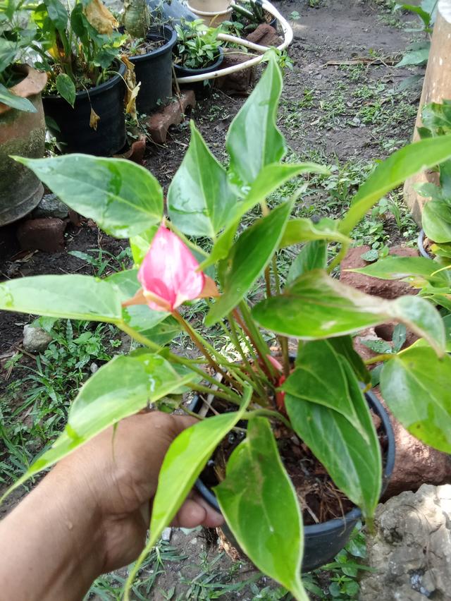 ต้นไม้  ไม้ดอกไม้ประดับ