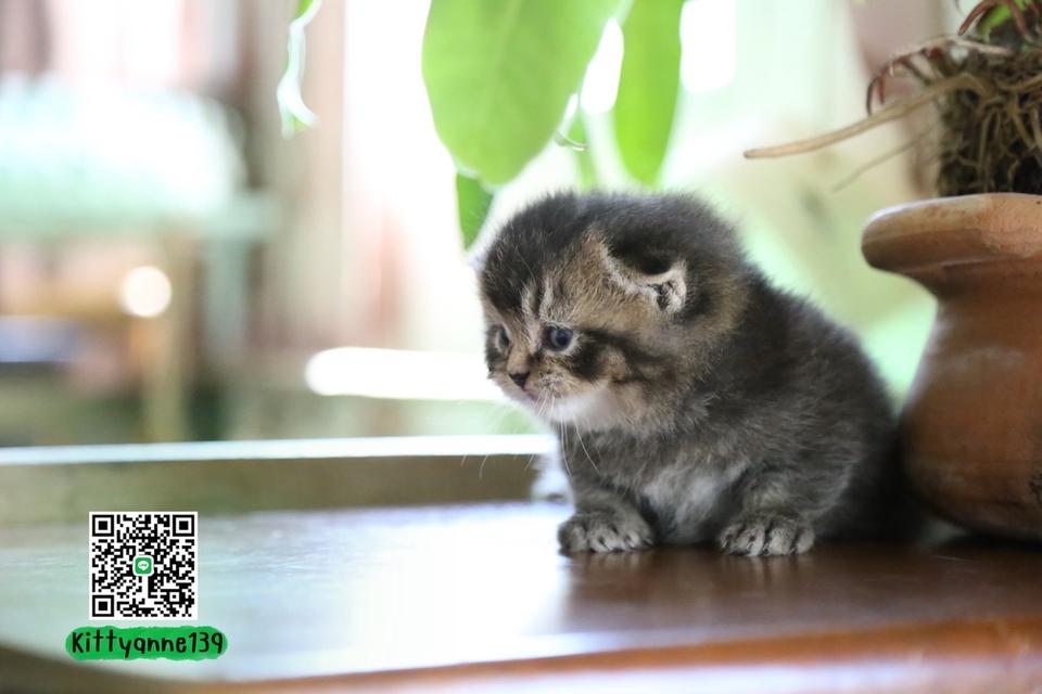 แมวเปอร์เซียผสมบริติชwcf รูปที่ 11