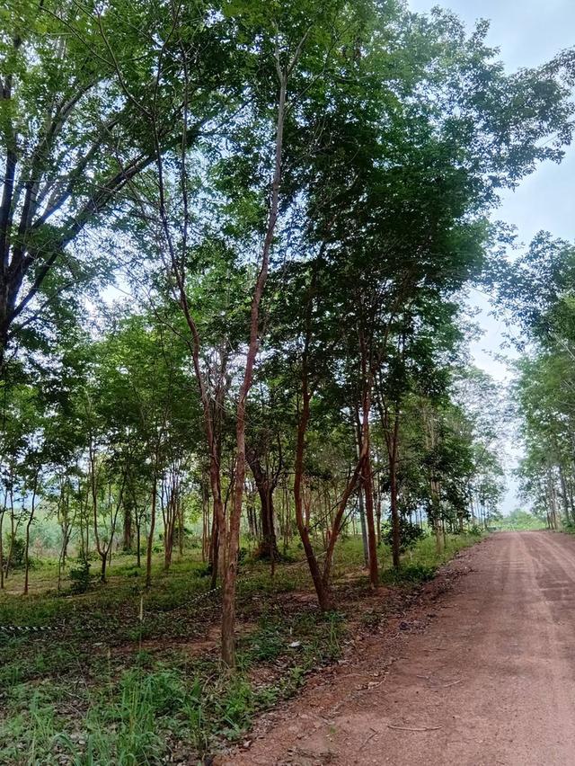 ที่ดินแปลงย่อยแบ่งขายจังหวัดหนองบัวลำภู ใกล้ศูนย์ราชการ วิวภูเขา น้ำไม่ท่วม ขนาด 100 ตารางวา+ 5