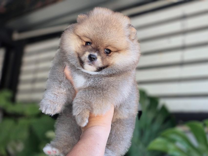 ปอมแท้ไซส์เล็กสองสาวโสด รูปที่ 4