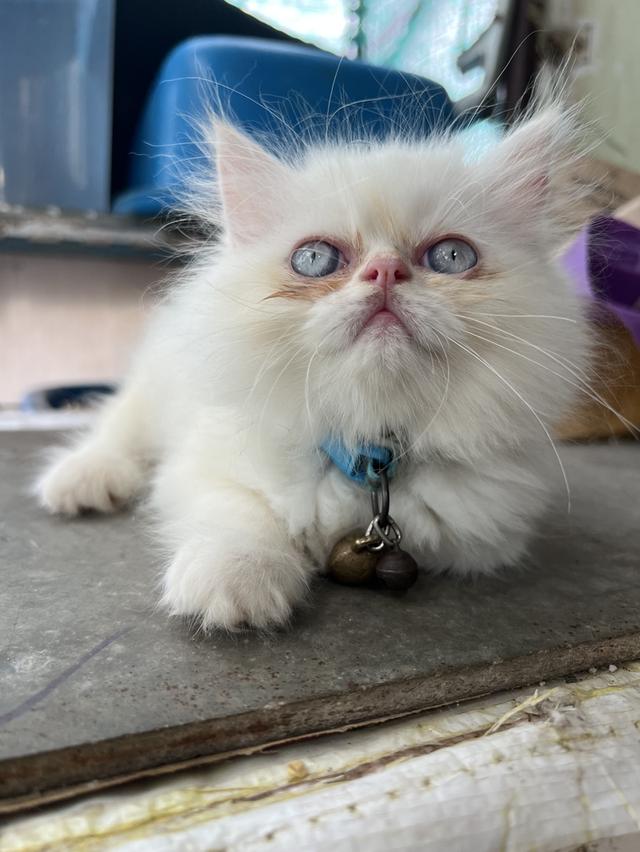 ลูกแมว 6