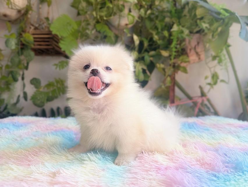 ปอมผสมชิวาวาเพศเมีย พร้อมย้ายบ้าน