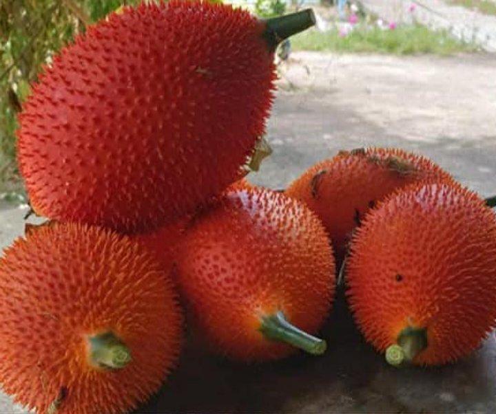 ลูกฟักข้าว-เมล็ดฟักข้าว สินค้ามีพร้อมจำหน่ายจ้า รูปย่อยที่ 3