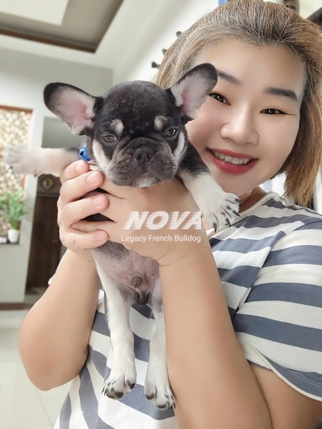 (ได้บ้านแล้ว) NOVA ลูกสุนัขเฟรนช์บูลด็อก