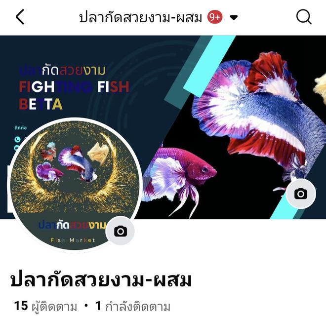 ปลากัด มาเบิ้ล-แฟนซี-สวยงาม