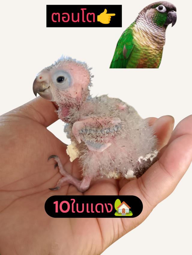 ขายนก